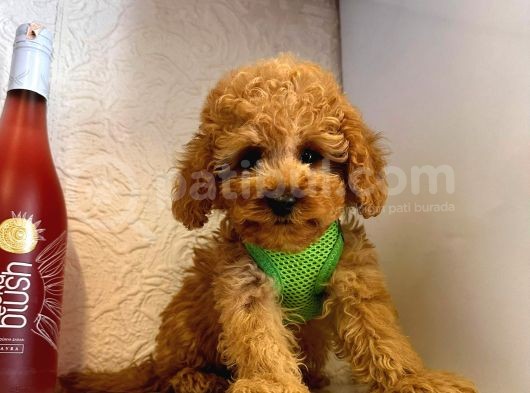 Red -Apricot Toy Poodle Yavrular