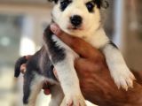Husky Yavrular