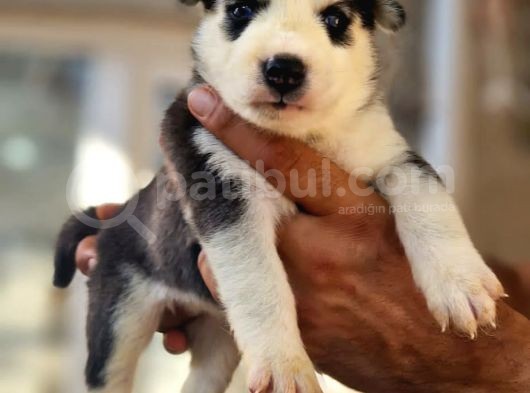 Husky Yavrular görsel