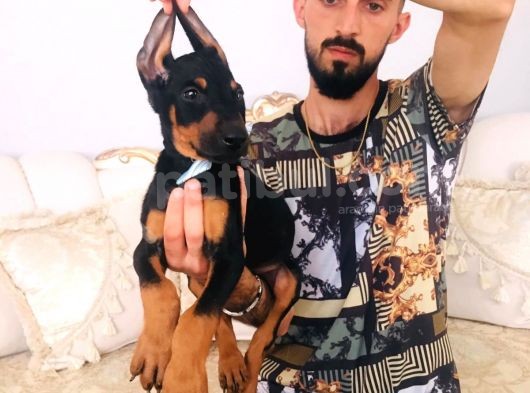 Doberman Yavrular görsel
