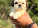 Irk Garantili Shihtzu Bebekler