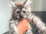 Blacksmoke Mainecoon Yavrulari 2 Aylik Secereli Ve Faturali