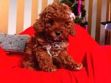 Orjinal Toy Poodle