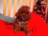 Orjinal Toy Poodle