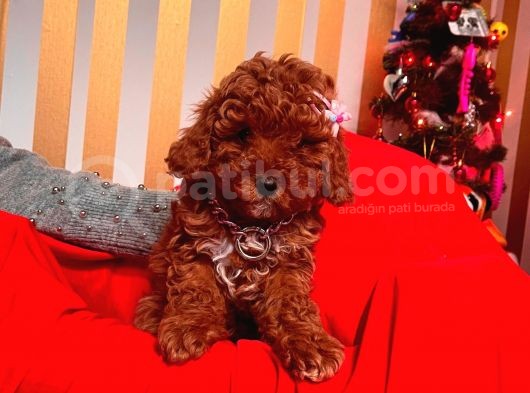 Orjinal Toy Poodle
