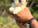 Irk Garantili Shihtzu Bebekler