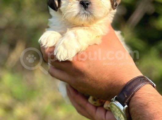 Irk Garantili Shihtzu Bebekler