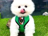 Teddybear Pomeranian Boo Oğlumuz