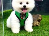 TeddyBear Pomeranian BOO Oğlumuz