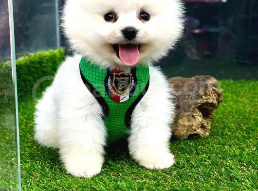 Teddybear Pomeranian Boo Oğlumuz