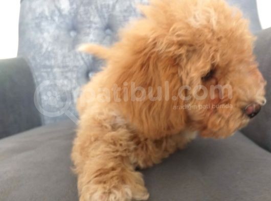 Pooddle Tadında Maltipo Yavrularım görsel