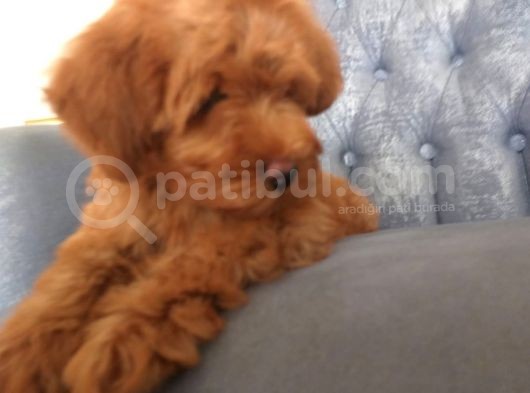 Pooddle Tadında Maltipo Yavrularım görsel