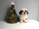 Shih Tzu Bebeklerimiz