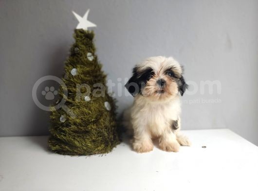 Shih Tzu Bebeklerimiz görsel