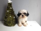 Shih Tzu Bebeklerimiz