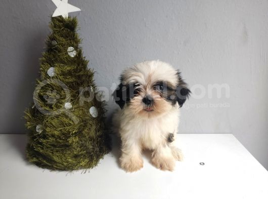 Shih Tzu Bebeklerimiz görsel