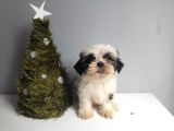 Shih Tzu Bebeklerimiz
