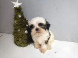 Shih Tzu Bebeklerimiz