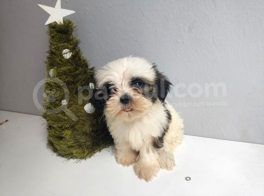 Shih Tzu Bebeklerimiz görsel