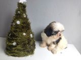 Shih Tzu Bebeklerimiz