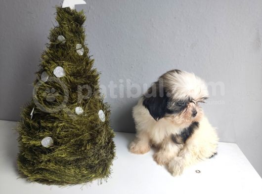 Shih Tzu Bebeklerimiz görsel