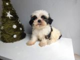 Shih Tzu Bebeklerimiz