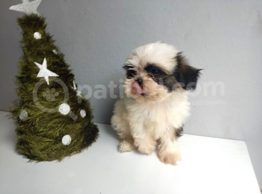 Shih Tzu Bebeklerimiz görsel