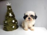 Shih Tzu Bebeklerimiz