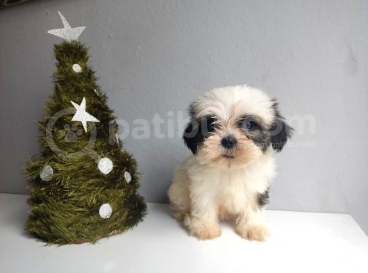 Shih Tzu Bebeklerimiz görsel