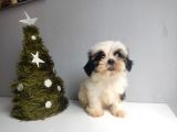 Shih Tzu Bebeklerimiz