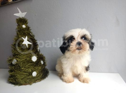 Shih Tzu Bebeklerimiz görsel
