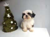 Shih Tzu Bebeklerimiz