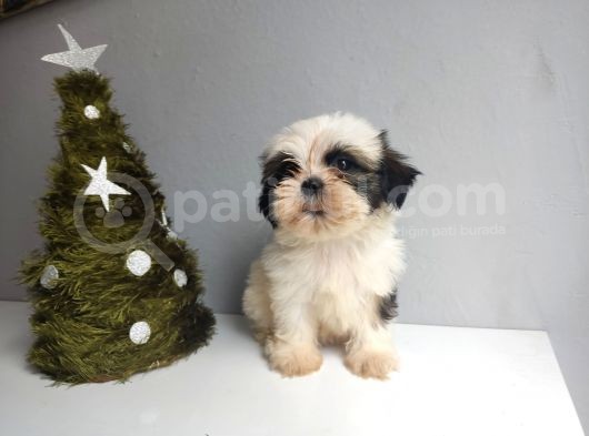 Shih Tzu Bebeklerimiz görsel