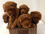 Red Brown Toy Poddle Yavrular