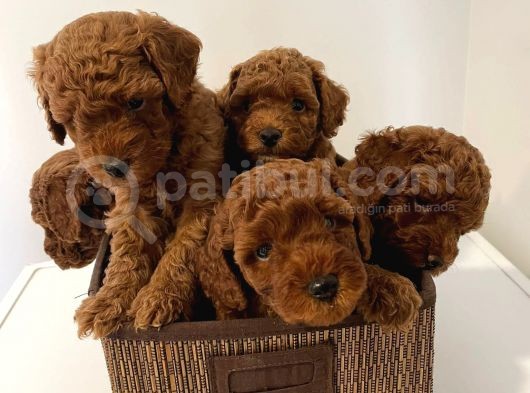 Red Brown Toy Poddle Yavrular