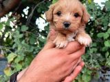 Orjinal Maltipoo