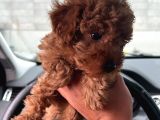 0 Numara Tiny Irk Ve Cinsli Toy Poodle Erkek