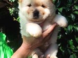 Chow Chow Yavrular