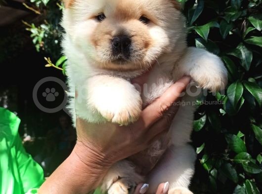 Chow Chow Yavrular