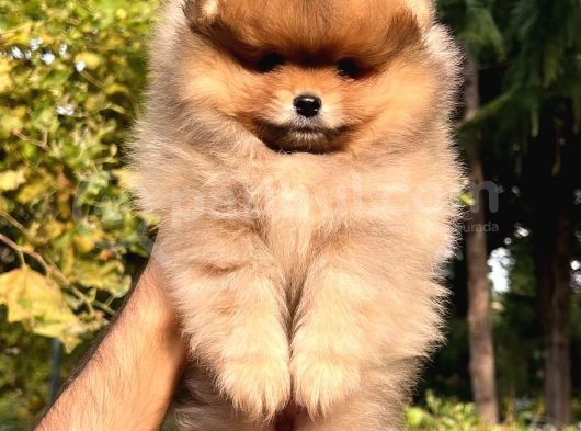 Orange Güzelli̇k Di̇şi̇ Pomerani̇an
