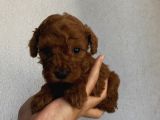 Sağlık ve Ömür Boyu Irk Garantili Poodle Yavrularımız