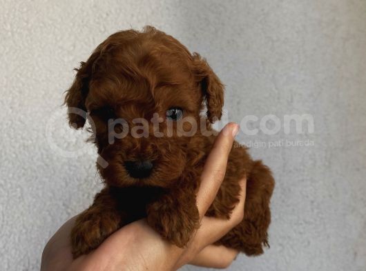 Sağlık Ve Ömür Boyu Irk Garantili Poodle Yavrularımız