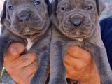 Cane Corsa Yavrular