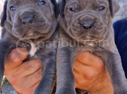 Cane Corsa Yavrular görsel