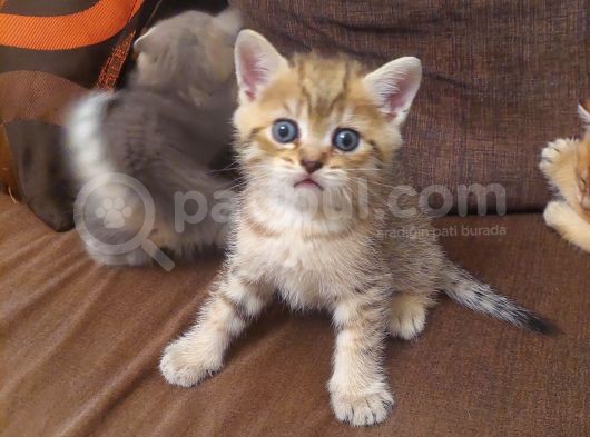 Yavru Kedı Oyuncu görsel