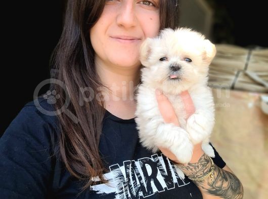 Maltese Yavru (Bursa Köpek Okulu)