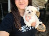 Maltese Yavru (Bursa Köpek Okulu)