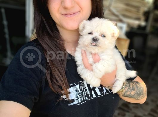 Maltese Yavru (Bursa Köpek Okulu) görsel