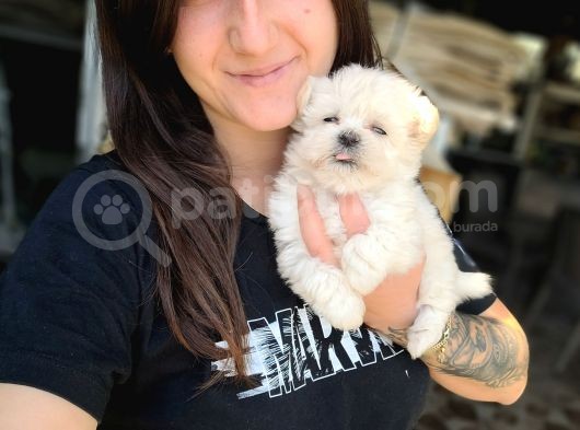 Maltese Yavru (Bursa Köpek Okulu) görsel