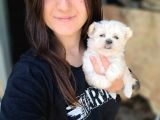Maltese Yavru (Bursa Köpek Okulu)